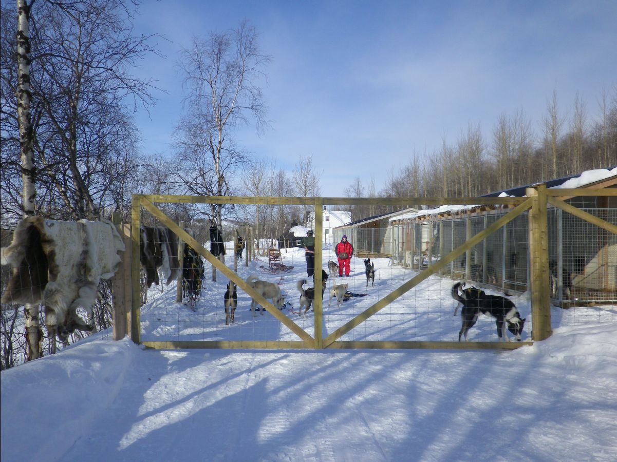 Dogs sledge02